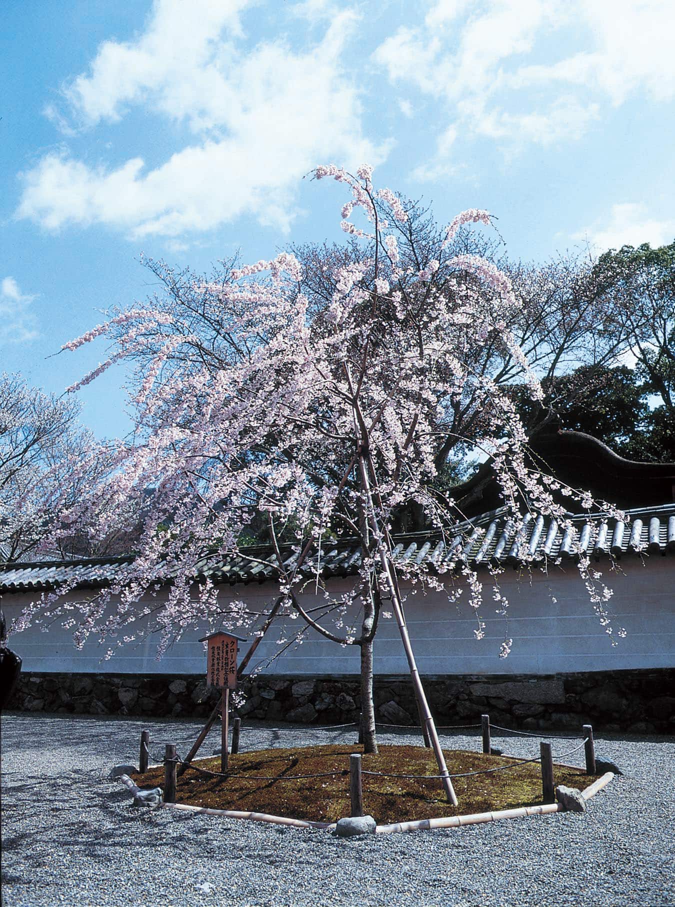 「太閤しだれ桜」の後継樹「太閤千代しだれ®」